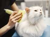 Cat grooming is the best present for your friend